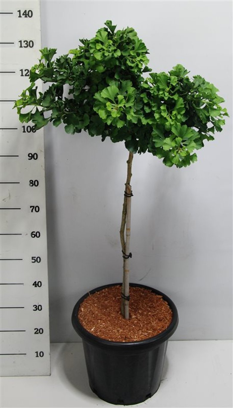 Ginkgo bil. 'Mariken' - 75 CM Stem C25